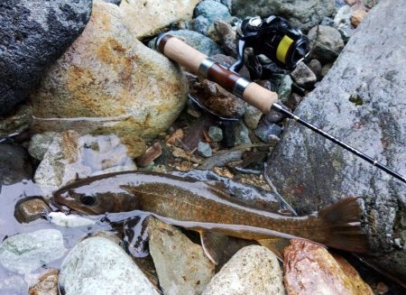 雪の残る渓流でイワナ爆釣 ～九頭竜川水系～